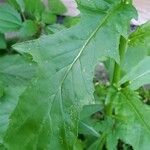 Erechtites hieraciifolius Leaf