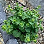 Alchemilla mollis 形態