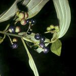 Miconia acuminata Fruit
