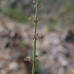 Russelia sarmentosa Feuille