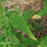 Dysphania ambrosioides Leaf