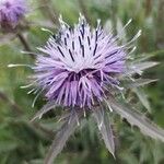 Carthamus caeruleus 花