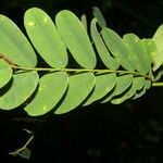 Machaerium × salvadorense