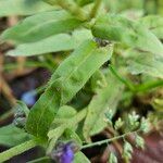Cynoglossum amabile Φύλλο