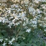 Clematis recta Flower