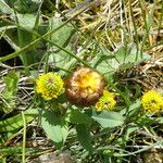 Trifolium badium Çiçek