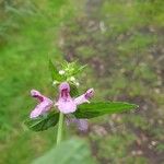 Stachys palustrisLevél