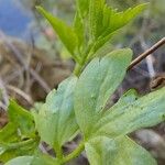 Clematis lasiantha Leaf