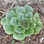 Aeonium diplocyclum Liść