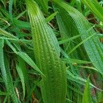 Plantago lanceolata Φύλλο