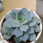 Echeveria lilacinaЛист