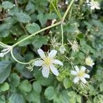 Clematis virginiana Fleur