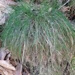 Festuca heterophylla برگ