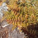 Hemionitis quadripinnata Φύλλο
