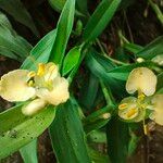 Commelina africana Virág