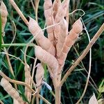 Lupinus albus Fruto