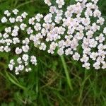 Achillea millefolium L. (achilée millefeuilles)Sonstige