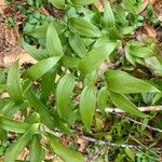 Asparagus asparagoides Leaf