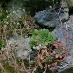 Sedum fragrans Annet