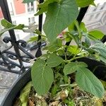 Solanum tuberosum برگ