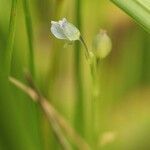 Utricularia uliginosa Çiçek