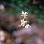 Saxifraga bronchialis Flor