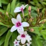 Ruspolia seticalyx Blüte