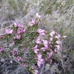 Erica erigena Flower