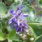 Paederota bonarota Fula