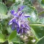 Paederota bonarota Flower