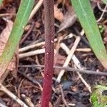 Euphorbia lathyris Rinde