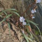 Claytonia virginica Flower