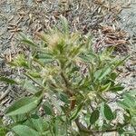 Ononis pubescens Leaf