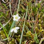 Sagina nodosa Blomma