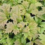 Rodgersia podophylla Blad