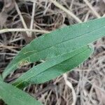 Anchusa officinalis Leaf