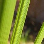 Carex paniculata Leaf