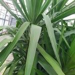 Yucca aloifolia Blatt