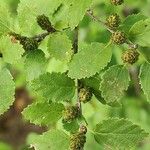 Betula humilis Folha