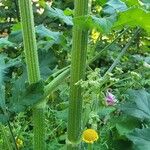 Heracleum sibiricum خشب