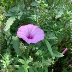 Convolvulus althaeoides Blomst