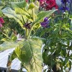 Nicotiana alata Blatt