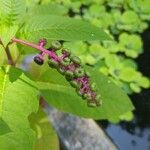 Phytolacca bogotensis果實