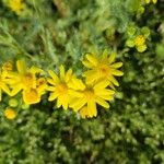 Senecio vernalis Floare