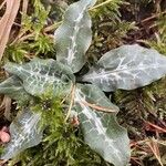 Goodyera oblongifolia Leaf