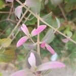 Congea tomentosa Flor