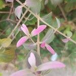 Congea tomentosa Flower