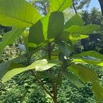 Artocarpus odoratissimus Ліст