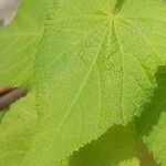 Sparrmannia africana ഇല