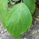 Collinsonia canadensis Blatt